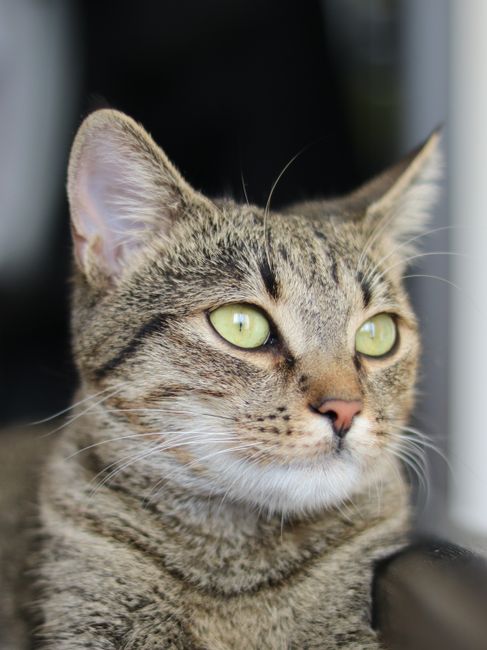 Sundays With Tabs the Cat, Makeup and Beauty Blog Mascot, Vol. 878