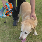 Adjustable Nylon Dog Harness with Neck Guard and Reflective Breathable Mesh Vest
