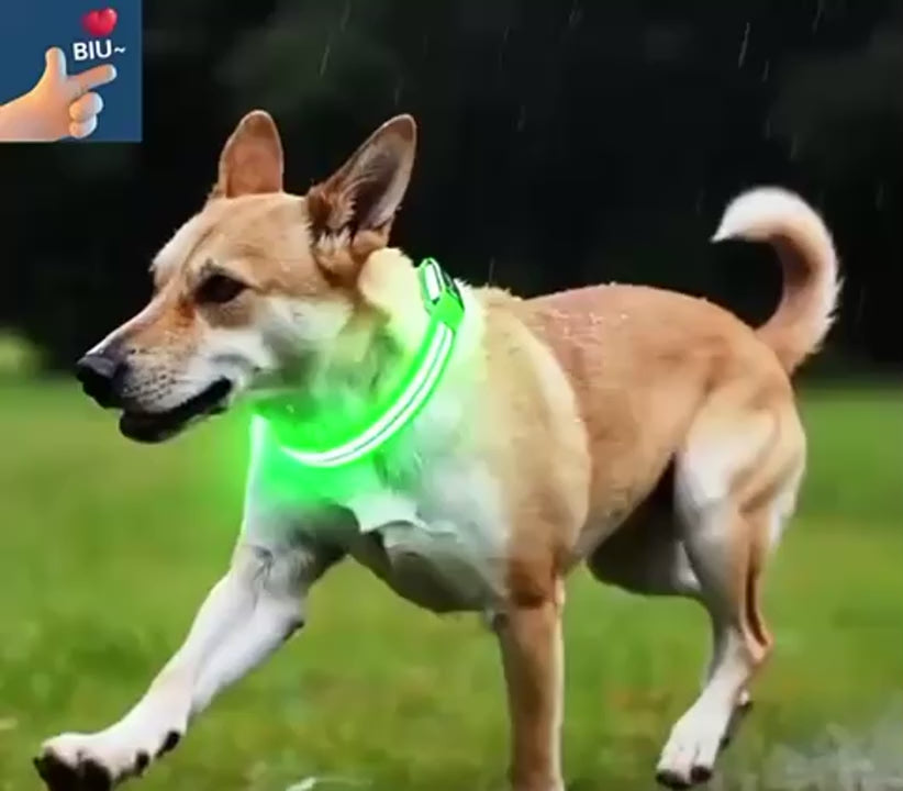 Rechargeable LED Dog Collar with Harness Connector and Leash Ring for Night Walks