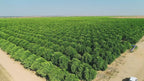 Black Walnut Wormwood Digestive Health Cleanse Drops 2 fl oz